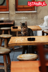 A cat on a stool in a restaurant.